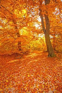 美好的秋天场面在森林里图片