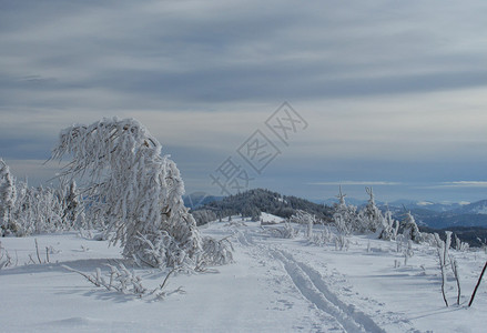 乌克兰喀尔巴阡山脉腰的冬雾和雪图片