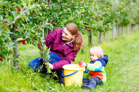 年轻的母亲和可爱的小孩在户外的果园里采摘有机苹果家庭享受收获新鲜健图片