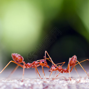 两只蚂蚁用bokoh背图片