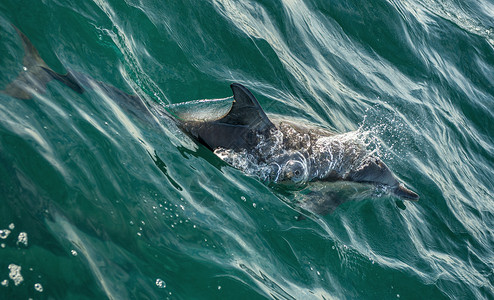 海豚在海里游泳高清图片