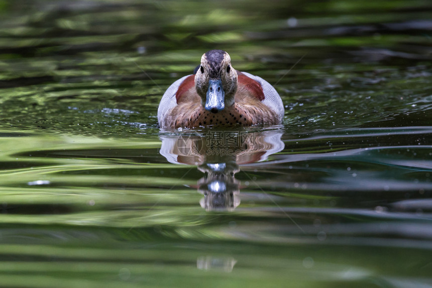 在中美洲巴拿马的一个绿池塘里一只鸭子游图片