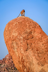 猴子坐在巨石上印度亨比图片
