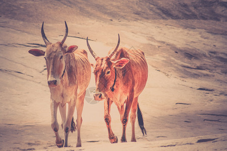 两头奶牛在印度Hampi图片