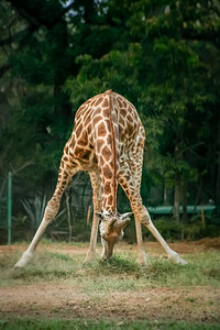 非洲长颈鹿弯腰吃草印度图片