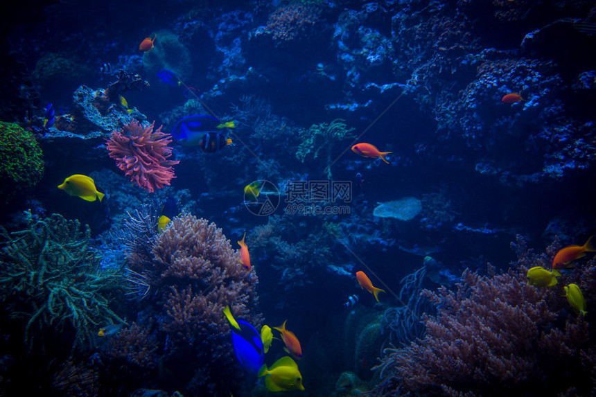 热带鱼类在蓝色珊瑚礁海水族馆中相遇图片