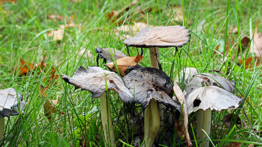 秋天季节有一群蘑菇在生长有图片