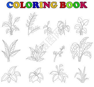 一套热带植物的着色书插图图片