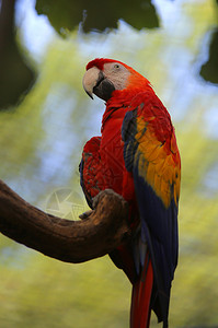 树上胸前长着红色羽毛的大鹦鹉图片