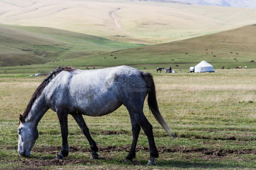 在哈萨克斯坦山中有马在背部上图片