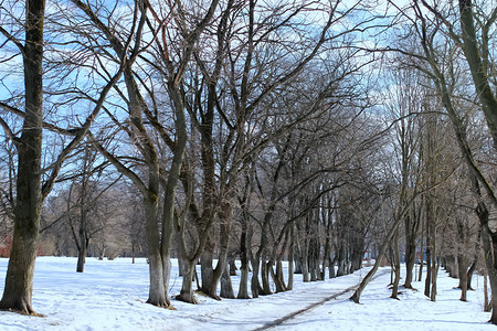 在地面上解冻春天风景树雪图片