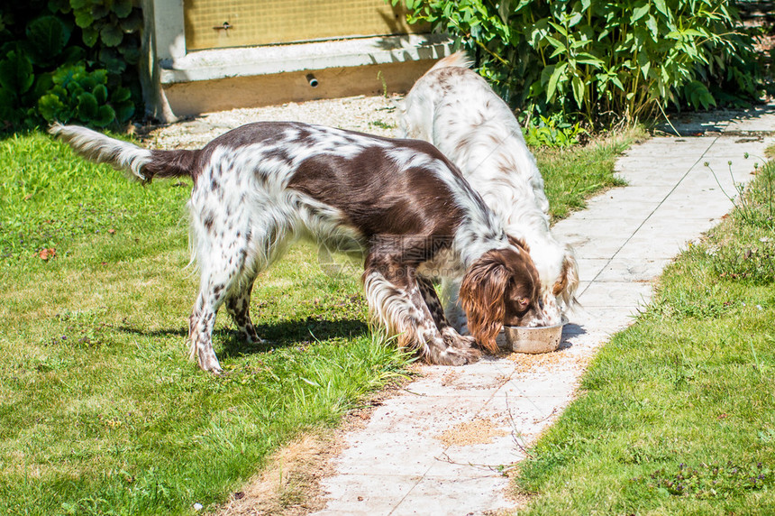 两只猎狗在房子附近的花园里吃着同一个图片