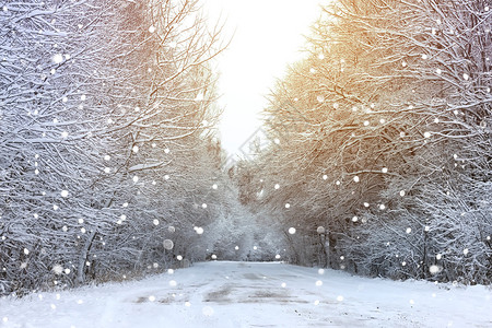 雪天森林中冬季图片