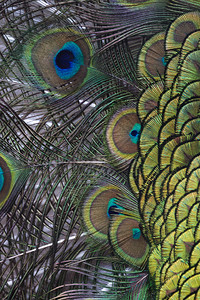 一只成年雄孔雀的彩色羽毛特写背景图片