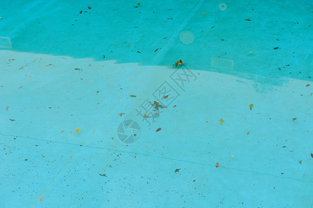 在游泳池里游泳的青蛙秋天在户外酒店图片