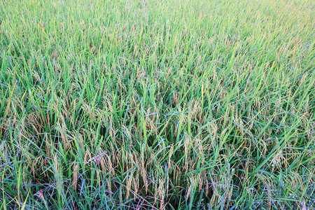 稻田背景中的绿色稻米图片