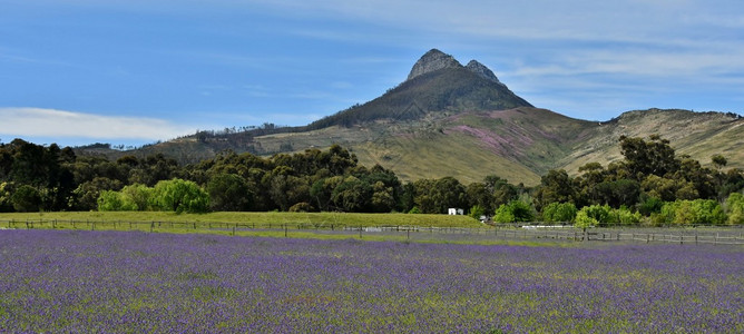 与蓝色春天的花朵和山脉的风景图片