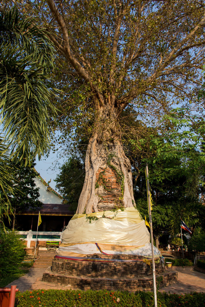 来自泰国Ayutthaya的Banyan树中埋藏着图片