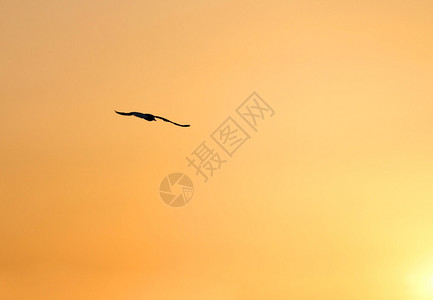 在夏天日落时飞向巨大翼展的大海鸥图片