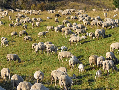 山里的羊群和绵羊图片