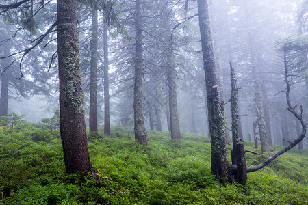 森林深处雾中的古树图片