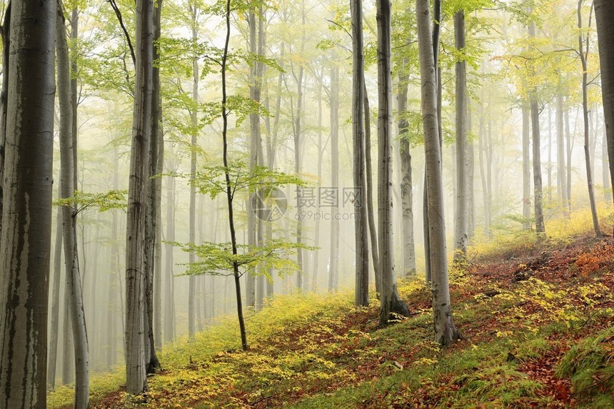 雾中的秋天山毛榉林图片