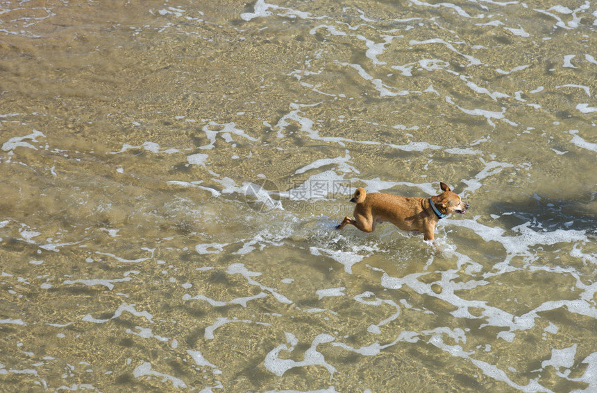在海面上奔跑的狗图片