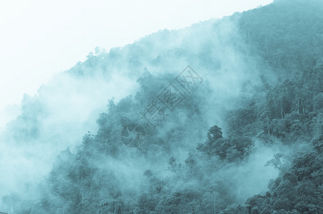 迷雾笼罩山林图片