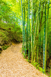 绿竹林沿绿竹林的足迹覆盖着美丽的风叶图片