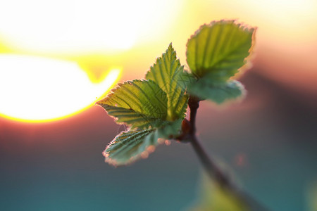 在风景日落天空春天晚上的植物和树木的剪影图片