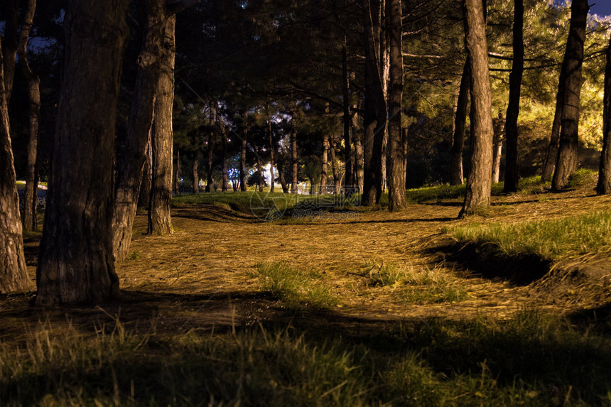 夜深公园的景色公园街道灯照亮树木图片
