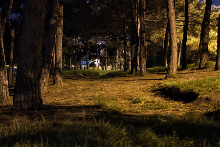 夜深公园的景色公园街道灯照亮树木背景图片