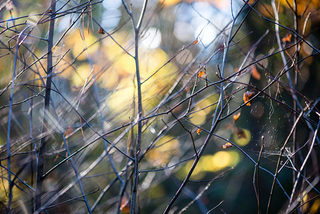 秋天色的森林树叶在树林里晒太阳背景图片
