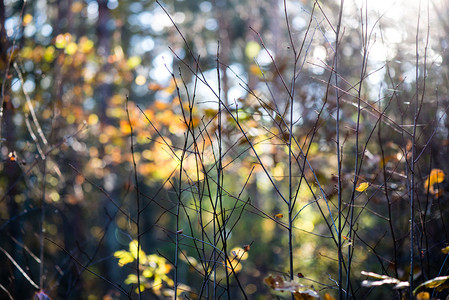 秋天色的森林树叶在树林里晒太阳背景图片