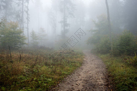 创辉秋天的树木在雨后潮湿的森林中浓雾中风景优美的小径图片