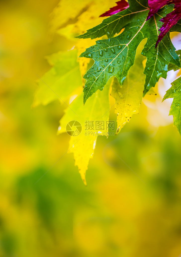 秋天的树叶在秋天的颜色和灯光秋季多雨的天气在水和阴雨天气中落下的秋叶秋天图片