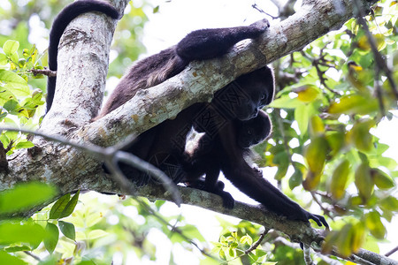 叫一声妈毛笔字哥斯达黎加尼科亚半岛一棵树上有一棵树的幼猴叫子家背景