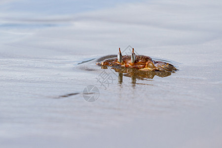 在哥斯达黎加沙滩上一只小鬼螃蟹沉图片