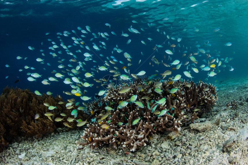 雀鲷在印度尼西亚拉贾安帕特的一片生机勃的珊瑚礁上游泳这个热带地区以其丰富的海洋生物多样和美丽健康的珊瑚礁而闻名偏远地区是水肺潜水图片