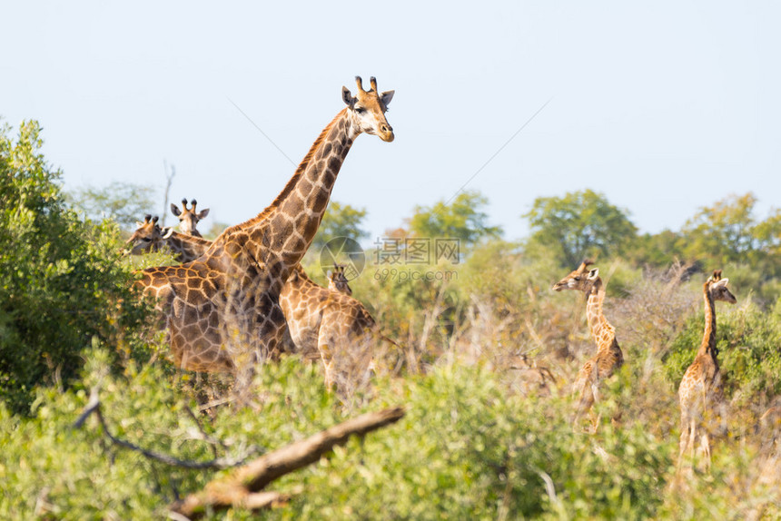 南非主要旅游目的地克鲁格公园Kruger公园的Giraffes牧群在图片
