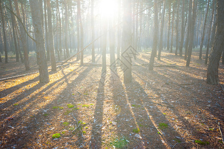 阳光下的松树林图片