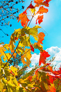 秋天公园里多彩的树叶图片