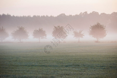 荷兰乡村风景与树木在晨雾中图片