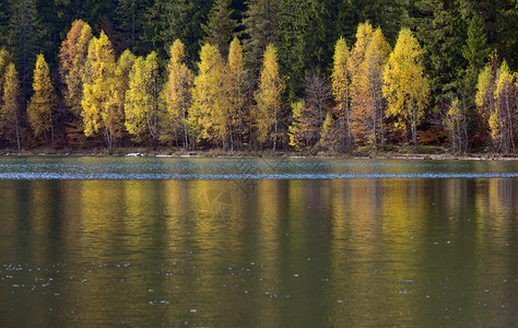秋天的黄叶倒映在圣安湖图片