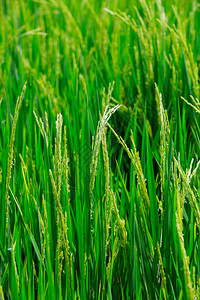 稻田背景中的绿色稻米图片