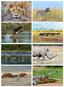 肯尼亚非洲热带草原动物图片