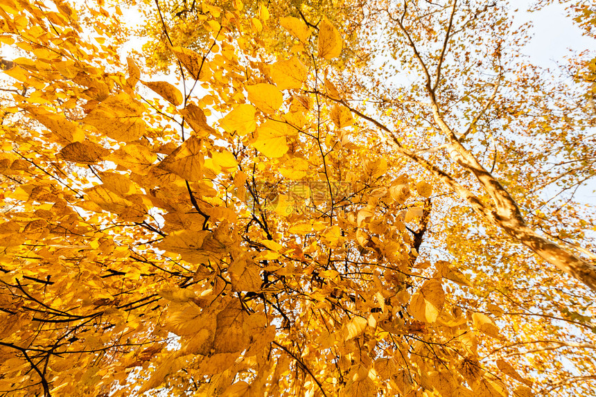 清晨秋天树站的黄色叶子注图片