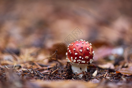 红色阿玛尼塔蘑菇图片