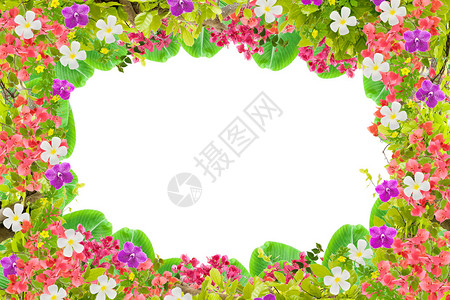 兰花花框合集美丽的绿叶边框白底花背景