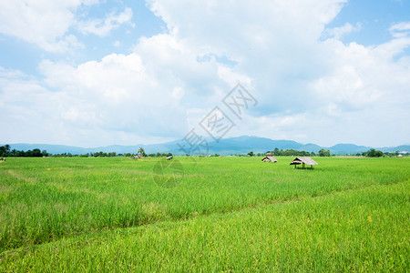 泰国清迈的绿色稻田图片